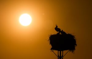 Nach Angaben des Umweltministeriums ist die Temperatur in Niedersachsen um 1,9 Grad seit 1881 angestiegen. Das zwingt die Kommunen zu mehr Hitzeplanung. (Symbolbild)