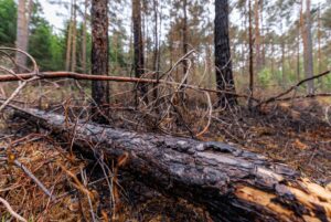 Die Gefahr von Waldbränden, wie hier bei Erlangen im April, ist in diesen Tagen wieder besonders groß. (Archivbild)