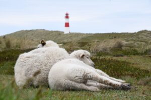 Fast 100 Lämmer und andere Schafe hat ein Schakal auf Sylt seit Mai getötet - auch auf dem Ellenbogen in List (Archivbild).
