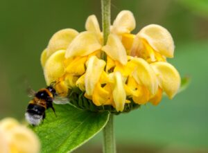 Ob im Garten oder Park: Bundesweit wird zum Zählen von Hummeln aufgerufen. (Archivbild)