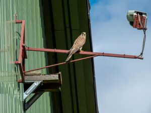 Eine Webcam des Naturschutzbundes Deutschland Nabu sendet aus dem Nest einer Turmfalken-Familie in Wachtberg bei Bonn. (Archivbild)