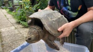 Eine solche Schnappschildkröte wurde am Wochenende im Rhein-Neckar-Kreis gefunden - hier ein Bild von einem Exemplar, das im vergangenen Jahr in Baden-Württemberg nach starken Regenfällen angeschwemmt wurde. (Archivbild)