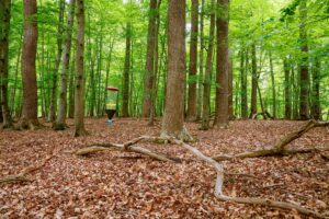Das Monitoring soll neue Erkenntnisse für den naturnahen Waldbau und den integrativen Waldnaturschutz liefern.