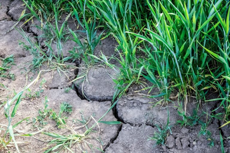 Im Landkreis Wolfenbüttel ist die Entnahme aus Oberflächengewässern bis einschließlich 30. September untersagt. (Symbolbild) Foto: Sina Schuldt/dpa