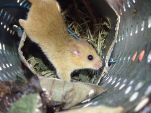 Schutzprojekt für dieHaselmaus im Harz