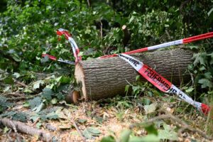 Folgen des Klimawandels wie Dürren machen Wälder anfälliger für andere Folgen des Klimawandels - wie Unwetter.