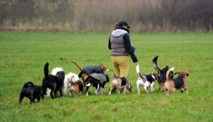 Besser als allein zu Haus: Dogwalker ermöglichen Hunden, im Rudel Gassi zu gehen und mit Artgenossen herumzutoben.