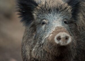 Vor einem Jahr wurde der erste Fall von Schweinepest in Hessen nachgewiesen. (Archivbild)