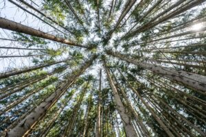 Der Wald in Deutschland bleibt laut einem neuen Bericht unter «Dauerstress». (Archivbild)