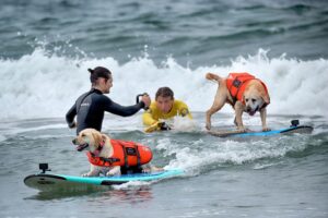 Auch Hunde können sich fürs Surfen begeistern - aber Schwimmwesten sind Pflicht.