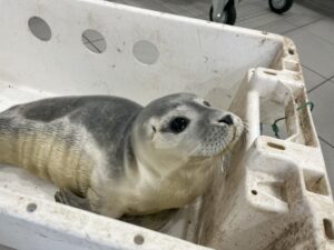 Weil dieser kleine Heuler sich an die Deichpromenade in Bremerhaven verirrt hatte, löste er einen Feuerwehreinsatz aus.