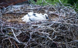Die Jungtiere saßen nach Angaben der Feuerwehr in ihrem Nest fest, da die Storchenmutter sie nicht mehr versorgen konnte. (Symbolbild)