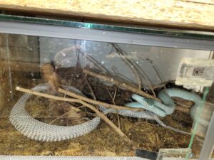 Eine Insel-Bambusotter in einem Terrarium.