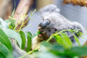 Das älteste Koala-Männchen Europas, Irwin, ist nach kurzer, schwerer Krankheit eingeschläfert worden. (Archivbild)