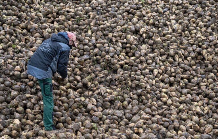 Zuckerrüben sind von einem kleinen Insekt bedroht, der Schilf-Glasflügelzikade. (Archivbild) Foto: Marijan Murat/dpa