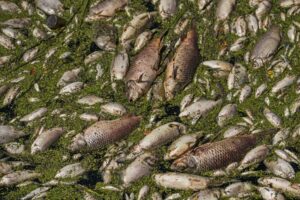 Fischer und Freiwillige bargen Tausende toter Fische aus einem tschechischen See nahe der Grenze zu Sachsen. Das Illustrationsbild zeigt ein früheres Fischsterben im Fluss Thaya in Tschechien.