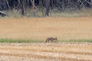 Im Landkreis Sachsen gibt es ein neues Wolfsrudel (Archivbild).