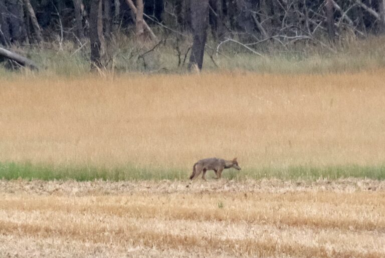 Im Landkreis Sachsen gibt es ein neues Wolfsrudel (Archivbild). Foto: Sebastian Willnow/dpa
