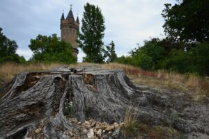 Der Park Babelsberg ist von der Trockenheit deutlich gezeichnet.