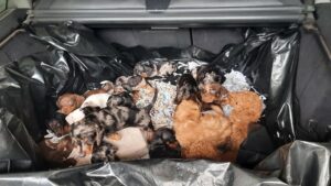 Der Fahrer wollte die Welpen nach eigenen Angaben nach Belgien bringen.