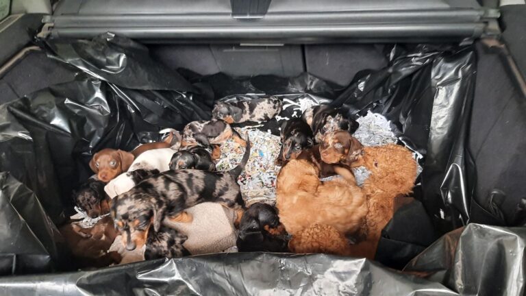 Der Fahrer wollte die Welpen nach eigenen Angaben nach Belgien bringen. Foto: Bundespolizei/dpa