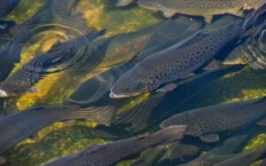 Mit der neuen Sohlgleite wird das letzte große Wanderhindernis für Fische beseitigt (Archivbild).