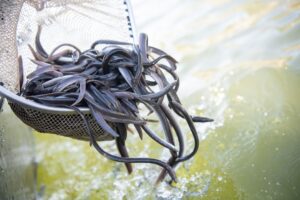 Der Europäische Aal hat die Fischproduktion in Niedersachsen 2024 dominiert. (Archivfoto)