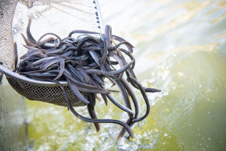 Der Europäische Aal hat die Fischproduktion in Niedersachsen 2024 dominiert. (Archivfoto)  Foto: Sebastian Gollnow/dpa