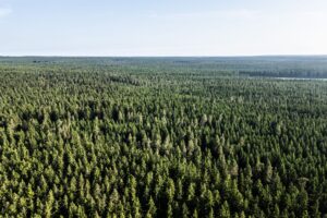 Der Wald in Deutschland bleibt laut einem neuen Bericht unter «Dauerstress». (Archivbild)