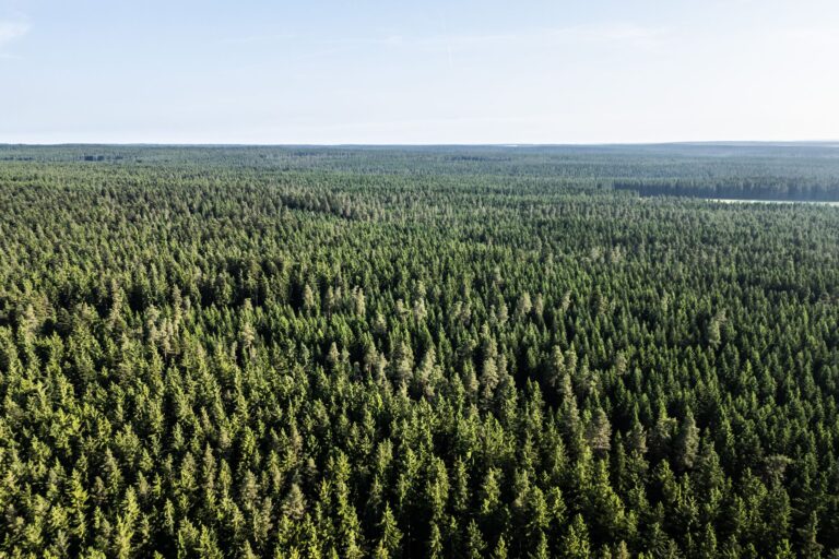 Der Wald in Deutschland bleibt laut einem neuen Bericht unter «Dauerstress». (Archivbild) Foto: Silas Stein/dpa