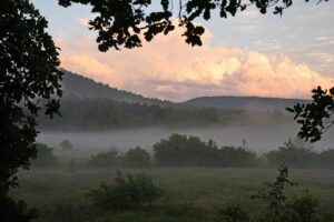Im Pfälzerwald tappte das Tier in eine Fotofalle. (Archivfoto)