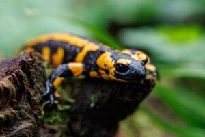 Die Bedrohung von Amphibienarten wie dem Salamander wird einer Studie der Goethe-Uni Frankfurt zufolge durch den Klimawandel verschärft. (Archivbild)