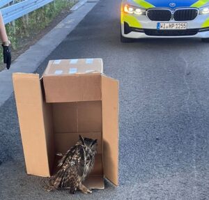 Eine Streife der Autobahnpolizei Darmstadt rettete den verletzten Vogel. (Foto Handout)