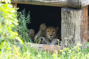 Knuffige Raubkatzen: Die Wilhelma hat Geparden-Nachwuchs.