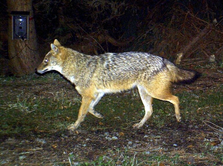Ein Goldschakal im Bayerischen Wald. (Symbolfoto) Foto: Nationalpark Bayerischer Wald/LfU/dpa