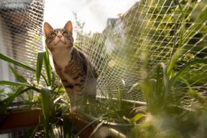 Besser mit Netz: Ein solcher Schutz verhindert, dass Katzen vom Balkon stürzen und sich schwer verletzen.