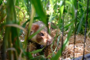 Im Auswilderungsgebiet in Göttingen leben derzeit schätzungsweise um die 30 Tiere.