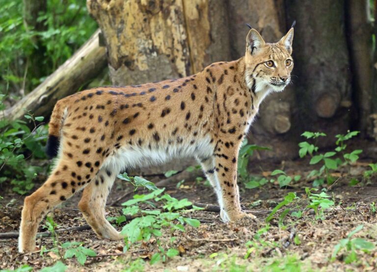 Ein kranker Luchs wird gepflegt. (Symbolbild) Foto: Martin Schutt/dpa