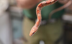 Polizisten haben in Schleswig eine Kornnatter mit Hilfe einer Einkaufstasche eingefangen (Archivbild).
