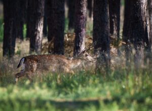 Auch Wildtiere wie Rehe, Wildschweine und Füchse sind durch die hohen Temperaturen gefährdet. (Symbolbild)