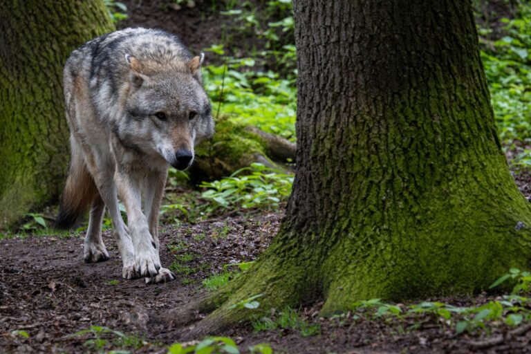NRW will den Herdenschutz vor Wölfen nach einem Medienbericht auf das ganze Bundesland ausdehnen. (Symbolbild) Foto: Sina Schuldt/dpa