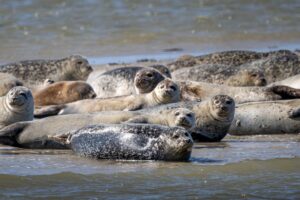 Seehunde brauchen etwa für die Aufzucht ihrer Jungtiere viel Ruhe und sollten nicht gestört werden. (Archivbild)
