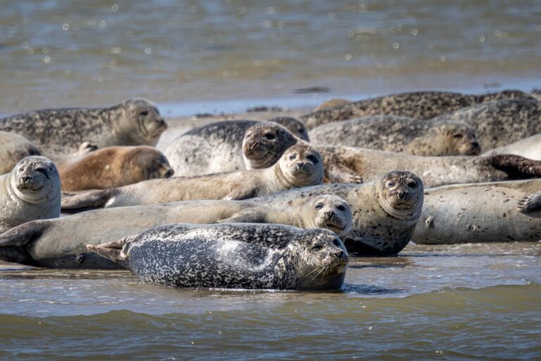 Seehunde brauchen etwa für die Aufzucht ihrer Jungtiere viel Ruhe und sollten nicht gestört werden. (Archivbild) Foto: Sina Schuldt/dpa