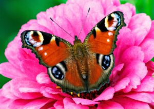 Tagpfauenaugen sind leicht an ihrer rotbraunen Flügelfarbe und den bunten Augenflecken auf den Flügeln zu erkennen. Die Schmetterlinge kommen in Gärten, Parks und sogar in der Großstadt vor.
