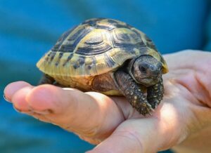 Bei einer Streifenfahrt in Risum-Lindhom entdeckten Polizisten eine Griechische Landschildkröte. (Symbolbild).