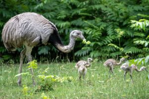 Gemeinsam mit ihrem Vater erkunden die Küken das Gehege.