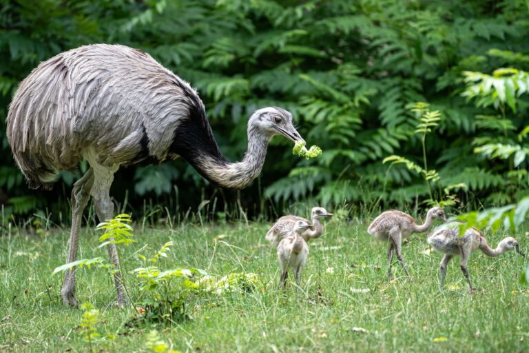 Gemeinsam mit ihrem Vater erkunden die Küken das Gehege.  Foto: Birger Meierjohann/Wilhelma/dpa