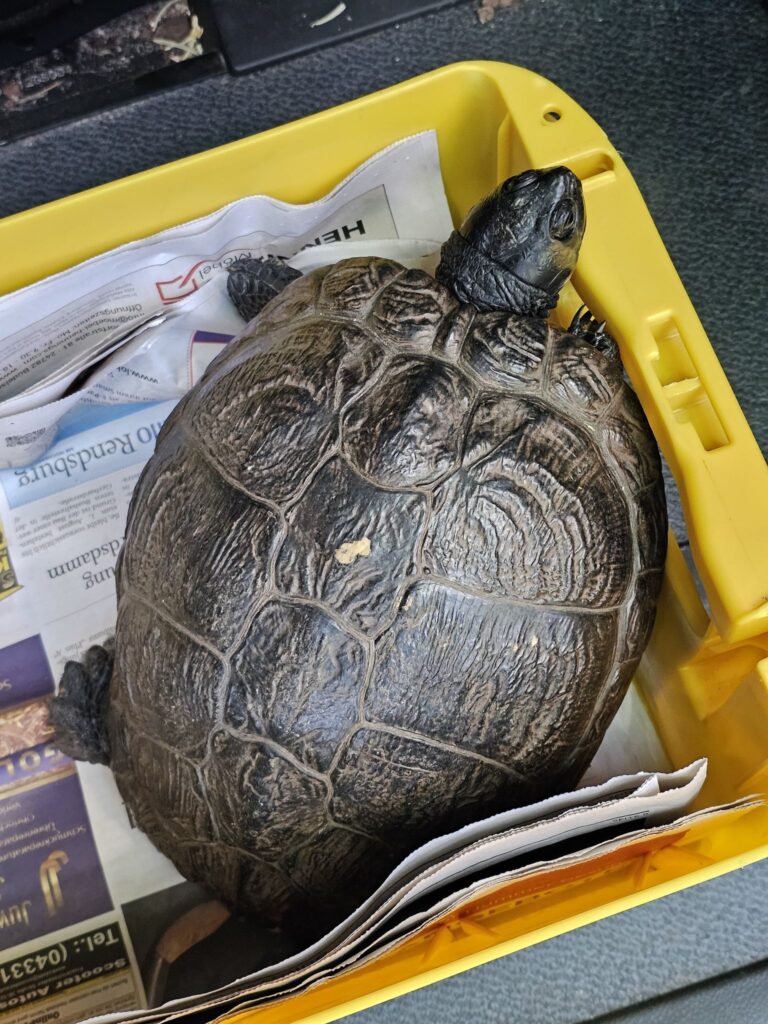 Das Tier kam in ein Tierheim.  Foto: Polizeidirektion Neumünster/dpa