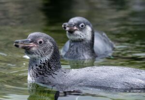 Mit ihrem Jungtier-Gefieder kommen junge Humboldtpinguine zunächst eher gräulich daher.