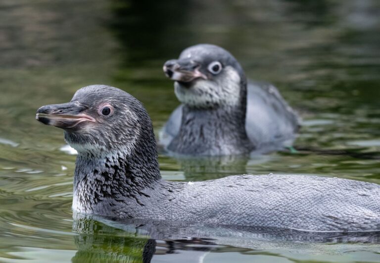 Mit ihrem Jungtier-Gefieder kommen junge Humboldtpinguine zunächst eher gräulich daher. Foto: Stefan Sauer/dpa